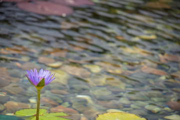 Floating 1 purple lotus flower in the pond with the rocks on the ground
