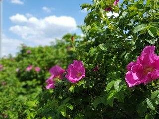 Obraz na płótnie Canvas Green shrub with red wild roses