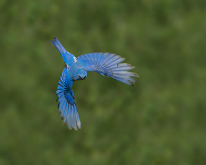 Bluebird Bonanza – A male mountain bluebird flies in search for worms, grasshoppers and other tasty treats for the chicks in its nest. Silverthorne, Colorado.