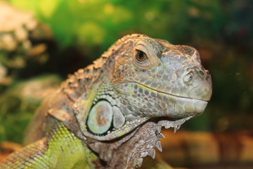 Fototapeta premium iguana head