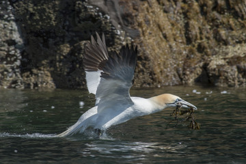 Gannet (Morus bassanus) collecting nesting material, bass rock