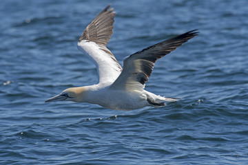 Gannet (Morus bassanus) skimming along surface of sea, bass rock