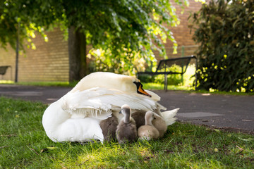 Swan with cygnets. 