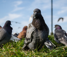 Pigeons on the square of the city of Kholmsk