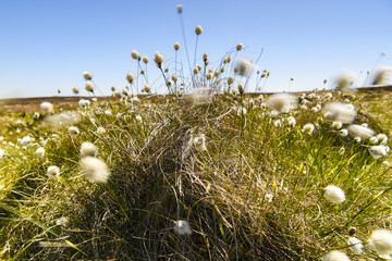 Cotton Grass