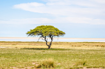 Großer Akazienbaum in der Savanne vor Salzpfanne