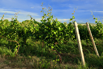 Виноградник