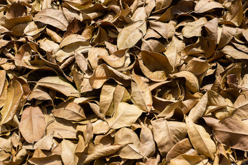 Dry leaves on the ground