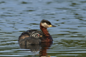 Red-necked grebe (Podiceps grisegena)