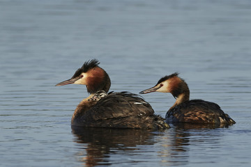 Great crested grebe (Podiceps cristatus)