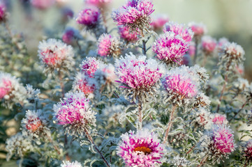Obraz premium frozen flowers covered with frost