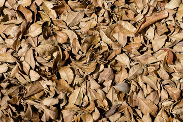 Dry leaves on the ground