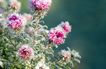 frozen flowers covered with frost