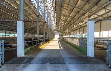 Milking cows in Modern farm