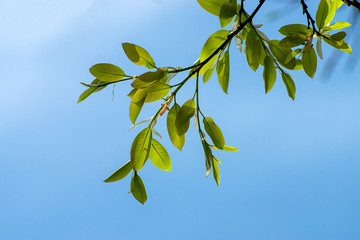 New leaves on branch