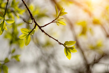 New leaves on branch