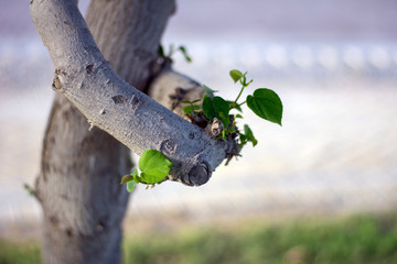 Beautiful plants in the garden