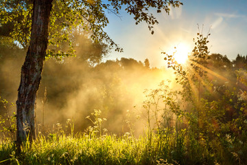landscape with sun and forest and meadow at sunrise