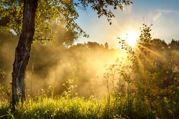 Photo sur Plexiglas Été landscape with sun and forest and meadow at sunrise
