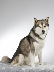 Husky puppy dog portrait. Image taken in a studio.