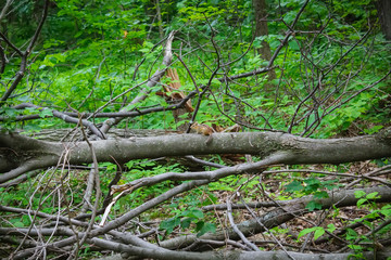 wild green forest in Canada, Ontario