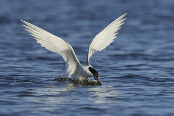 Sandwich tern (Thalasseus sandvicensis)