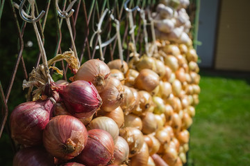 Lake Peipsi destination grown onions, Estonia
