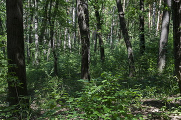 Fototapeta premium Мagnetic landscape of springtime nature with green mix coniferous and deciduous forest in the Vitosha mountain, near by Knyazhevo district, Sofia, Bulgaria 
