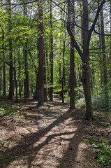 Мagnetic landscape of green mix  coniferous and deciduous forest with lovely path in  the  Vitosha  mountain, near by Knyazhevo district, Sofia, Bulgaria