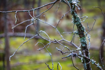 Pine and coniferous forest in Latvia with moss