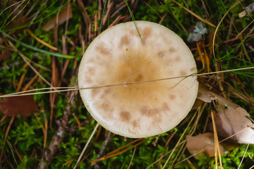 Russula mushroom hidden under dry leaves