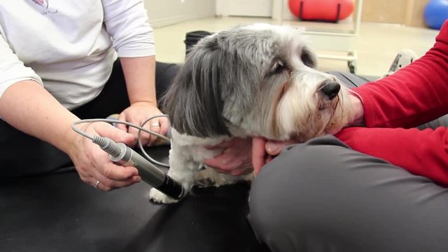 Tierphysiotherapie Bilder Durchsuchen 1,179 Archivfotos