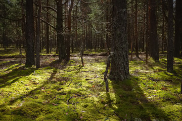 Pine and coniferous forest in Latvia with moss