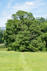 large sycamore tree in uk