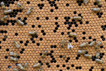 Bees Broods. Hardworking Bees on Honeycomb in Apiary.