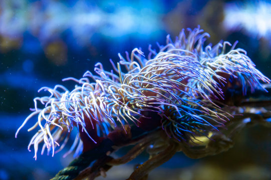Snakelocks sea anemone (Anemonia viridis), a sedentary marine coelenterate in a group of marine, predatory animals of the order Actiniaria, found in the eastern Atlantic Ocean to the Mediterranean Sea