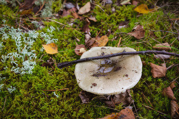 Russula mushroom hidden under dry leaves