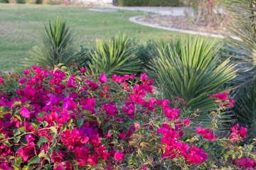 Beautiful plants in the garden