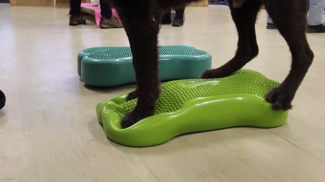 rehab for dogs after an injury