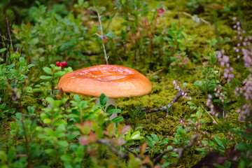 Russula mushroom hidden under dry leaves