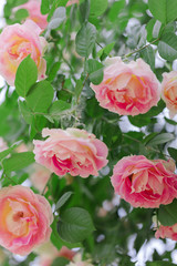 Fototapeta premium Beautiful pink roses in a summer garden.