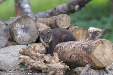 Pine Marten Kit on log pile