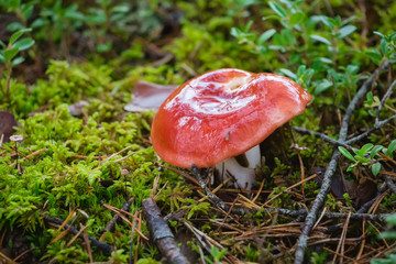 Russula mushroom hidden under dry leaves