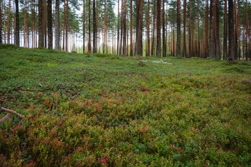 Pine and coniferous forest in Latvia with moss