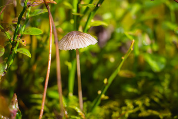 Russula mushroom hidden under dry leaves