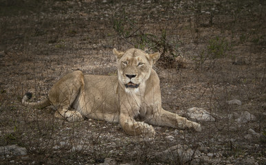 A lioness lying in the dry savanna with injured paw