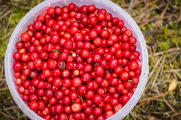 red wild berries in pine and coniferous forest in Latvia with moss