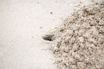 Fototapeta na wymiar The hole was dug by crabs to nest in the sand by the sea