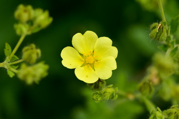Blooming Slender Cinquefoil (Potentilla gracilis) in the summer garden. Beautiful little yellow flowers Slender Cinquefoil (Potentilla gracilis) in a field