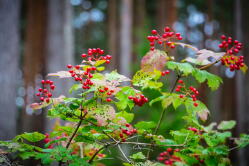 red wild berries in pine and coniferous forest in Latvia with moss